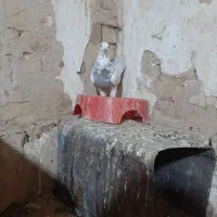 نر کیلومتری درجه یک