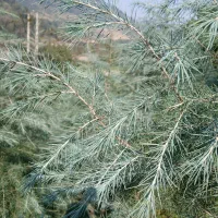 فروش نهال سدروس|گل و گیاه طبیعی|رحیمآباد, |دیوار