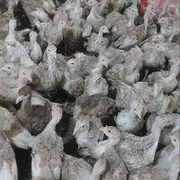 نمیچه بوقلمون یک ماه دوماه|حیوانات مزرعه|تهران, چیتگر جنوبی|دیوار