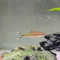 ماهی ردلاین|ماهی|کرج, شهرک فهمیده|دیوار