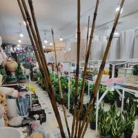 چوب بامبو ضخیم پایه گلدان استند سانسوریا یوکا پازل|گل و گیاه طبیعی|قم, ولیعصر|دیوار