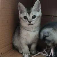 ۳ بچه گربه