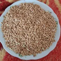 گندم