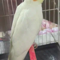جوجه عروس هلندی