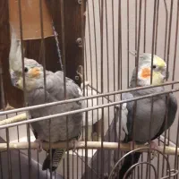 جفت عروس هلندی کار داده