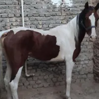 اسب مادیان سرخ پوستی بسیار آرام