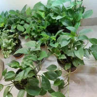 فروش بنفشه و پتوس|گل و گیاه طبیعی|رشت, علی آباد|دیوار