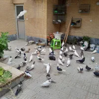 کبوتر تزئینی و پرشی|پرنده|سمنان, |دیوار