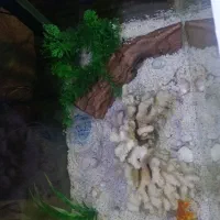 آکواریوم|ماهی|ایلام, |دیوار