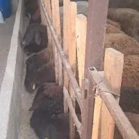 گوسفند وقوچ وبره قوچ همو وهترو|حیوانات مزرعه|تبریز, |دیوار