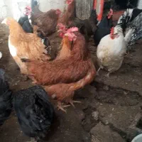 مرغ|حیوانات مزرعه|اصفهان, شیخ اشراق|دیوار