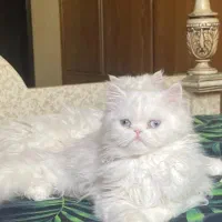 پیشی ملوس