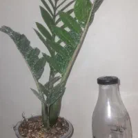 گل آپارتمانی