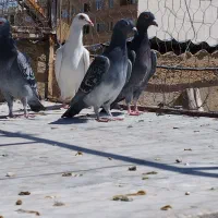 کفتر|پرنده|شیراز, قلعه شاهزاده بیگم|دیوار