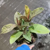 تعویض گلدون