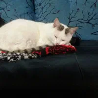 واگذاری گربه نر خانگی بسیار رام ودوست داشتنی