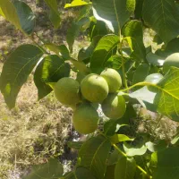 فروش نهال سماق وگردو ضمانتی سردشت|خدمات باغبانی و درختکاری|سردشت, |دیوار