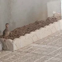 بلدرچین کوهی رام شده از۳ روزگی اوردن واوازخوانه