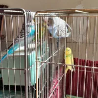 دو جفت مرغ عشق|پرنده|قزوین, |دیوار