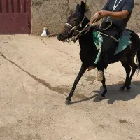 قاطر 3 سال|حیوانات مزرعه|کوهدشت, |دیوار