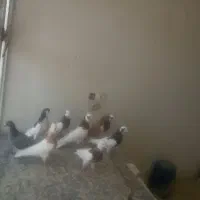 9عدد پرنده خوب درجه یک داخل عکس مشخصه