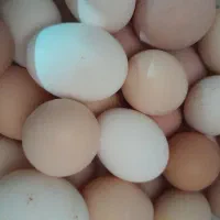 تخم مرغ نطفه دار|خوردنی و آشامیدنی|قم, فرهنگیان و شهربانی|دیوار