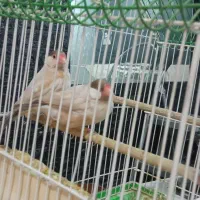 سهره|پرنده|قم, بکایی|دیوار