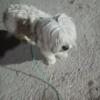 پیدا شده سگ گم شده