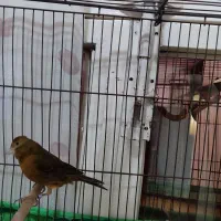 .ماده.سبز