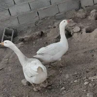 بوقلمون شاخدار غاز|حیوانات مزرعه|تربت جام, میان جام|دیوار