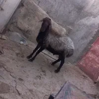 بره همو