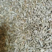 مغز تخمه سنقری