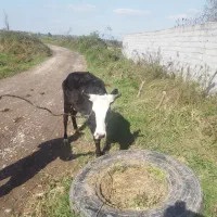 گاو چالوسی به همراه گوساله نر|حیوانات مزرعه|سنگر, |دیوار