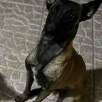 مالینویز ماده