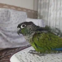 گرینچیک|حراج|محمدشهر, محمدشهر|دیوار