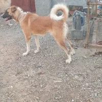 واگذاری سگ نر