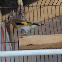 هیبرید. گلبسر قناری سهره