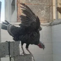 بوقلمون|حیوانات مزرعه|بندر دیر, |دیوار