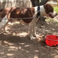 سگ پیتبول و امریکن بولی|سگ|تبریز, |دیوار