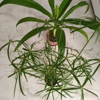 گل به قیمت مناسب