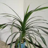 گل پاندانوس 7ساله|گل و گیاه طبیعی|قم, انسجام|دیوار