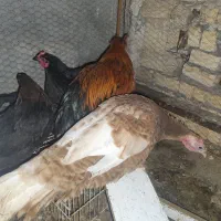 مرغ خروس سیاه بوقلمون نر