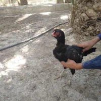 ماکیان|حیوانات مزرعه|سراوان, |دیوار