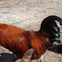 خروس چهل تاج