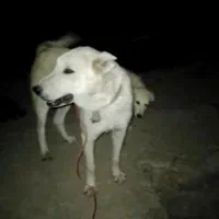 سگ سرابی نر