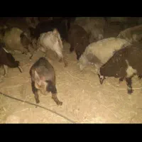 مرغ و خروس . بره کهره|حیوانات مزرعه|شیراز, جوادیه|دیوار