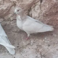 چند عدد پرنده|پرنده|مسجد سلیمان, |دیوار