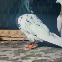 کفتر نررنگی|پرنده|شیراز, کوشک میدان|دیوار