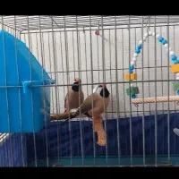 فنج کرواتی آماده جوجه دهی با قفس ۳۵۰۰۰۰