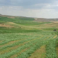 یونجه فروشی